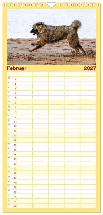 Kaukasischer Owtscharka (CALVENDO Familienplaner 2027)