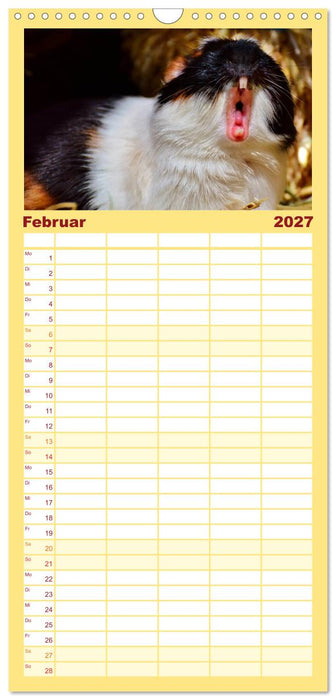 Meerschweinchen - so süß (CALVENDO Familienplaner 2027)