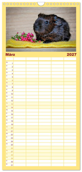 Meerschweinchen - so süß (CALVENDO Familienplaner 2027)
