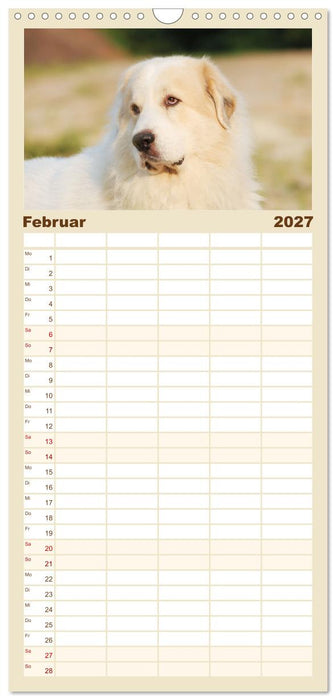 Pyrenäenberghunde (CALVENDO Familienplaner 2027)