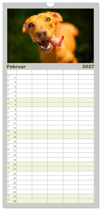 Dackelblicke - Lassen Herzen erwärmen. (CALVENDO Familienplaner 2027)