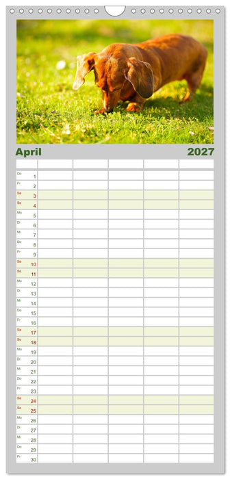Dackelblicke - Lassen Herzen erwärmen. (CALVENDO Familienplaner 2027)