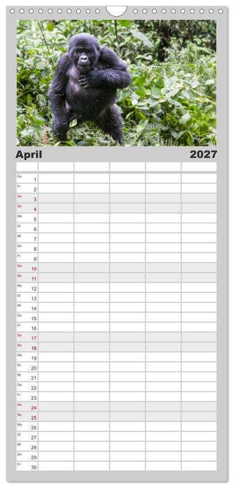 Gorillas ohne Nebel (CALVENDO Familienplaner 2027)