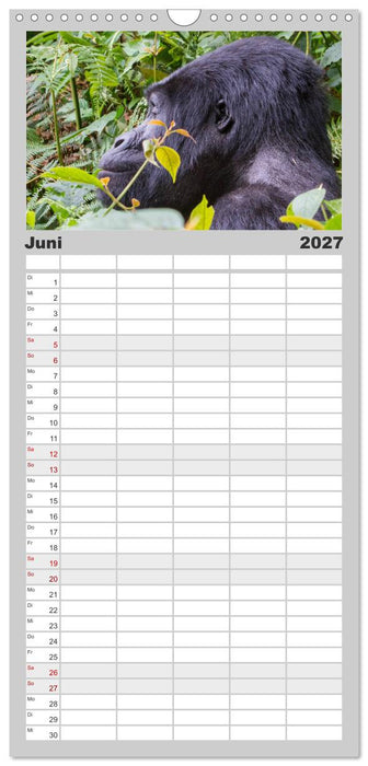 Gorillas ohne Nebel (CALVENDO Familienplaner 2027)