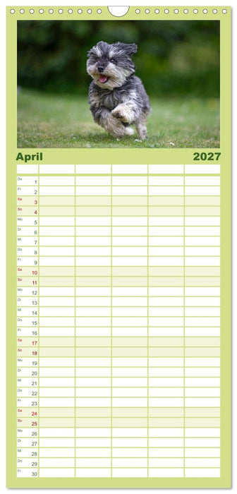 Hunde Action (CALVENDO Familienplaner 2027)