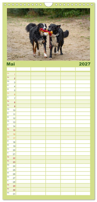 Hunde Action (CALVENDO Familienplaner 2027)