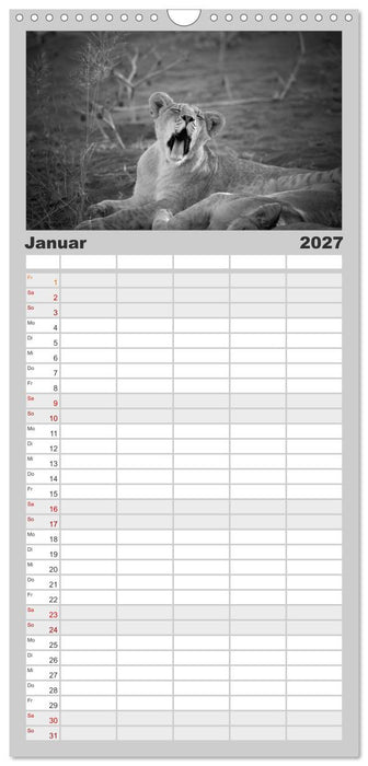 Löwen schwarz weiß (CALVENDO Familienplaner 2027)