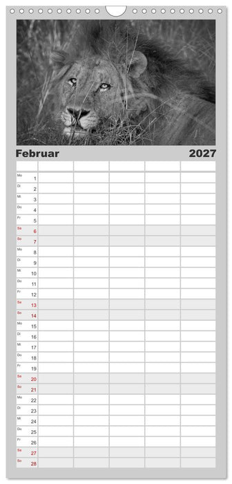 Löwen schwarz weiß (CALVENDO Familienplaner 2027)