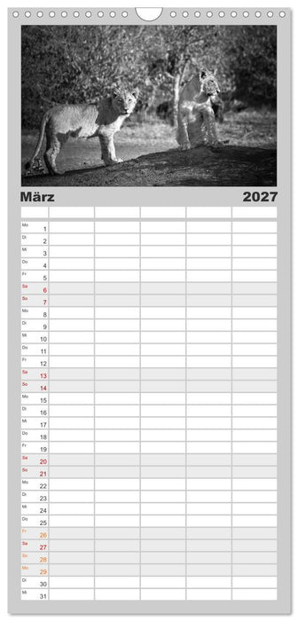 Löwen schwarz weiß (CALVENDO Familienplaner 2027)