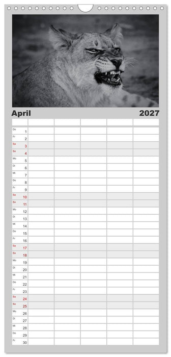 Löwen schwarz weiß (CALVENDO Familienplaner 2027)