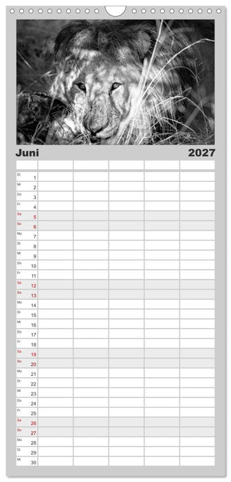 Löwen schwarz weiß (CALVENDO Familienplaner 2027)