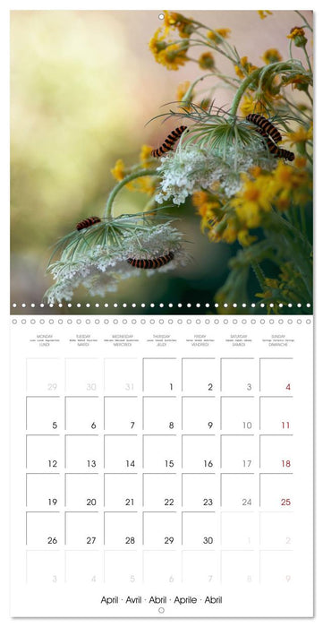 little heroes of nature (CALVENDO Monthly Calendar 2027)