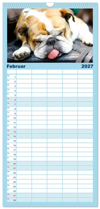 Witzige Fellnasen (CALVENDO Familienplaner 2027)