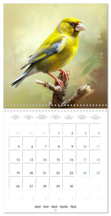 Ailes en scène (CALVENDO Calendrier mensuel 2027)