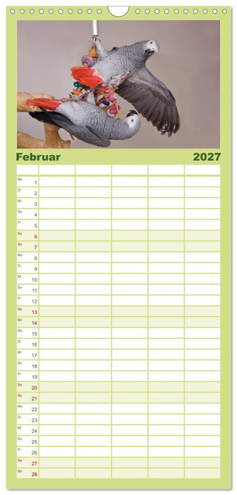 Graupapageien zum Verlieben (CALVENDO Familienplaner 2027)