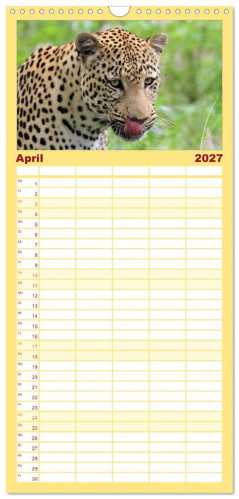 Raubkatzen (CALVENDO Familienplaner 2027)
