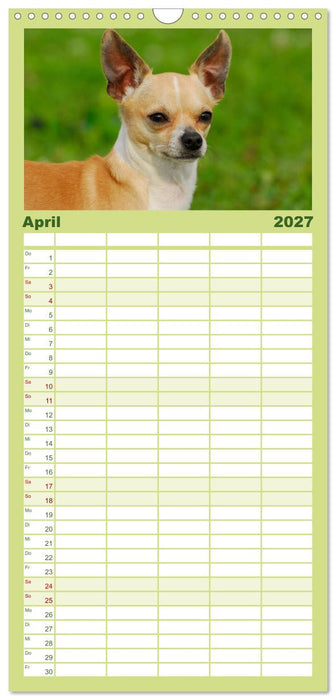 Chihuahua - Kleine Hunde ganz groß (CALVENDO Familienplaner 2027)