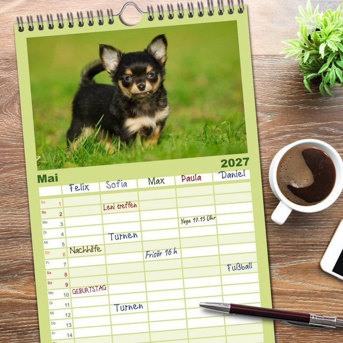 Chihuahua - Kleine Hunde ganz groß (CALVENDO Familienplaner 2027)