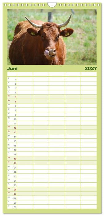 Kühe, Kälber, Rinder (CALVENDO Familienplaner 2027)