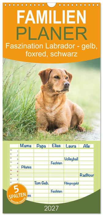 Faszination Labrador - gelb, foxred, schwarz (CALVENDO Familienplaner 2027)