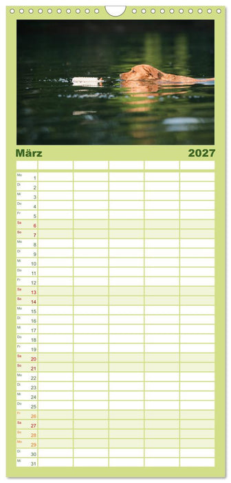 Faszination Labrador - gelb, foxred, schwarz (CALVENDO Familienplaner 2027)