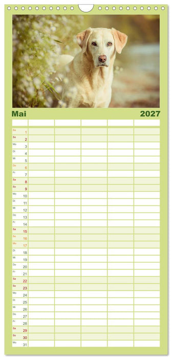 Faszination Labrador - gelb, foxred, schwarz (CALVENDO Familienplaner 2027)