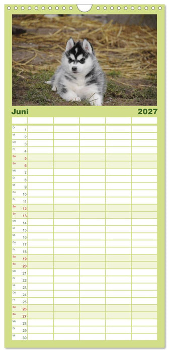 Husky Welpen (CALVENDO Familienplaner 2027)