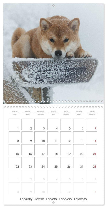 Little Samurais - The Shiba Inu (CALVENDO Monthly Calendar 2027)