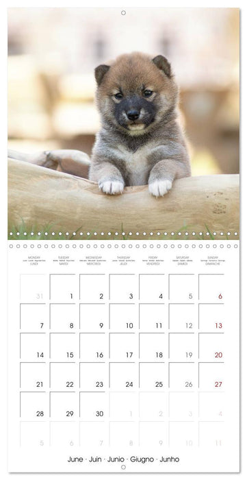 Little Samurais - The Shiba Inu (CALVENDO Monthly Calendar 2027)