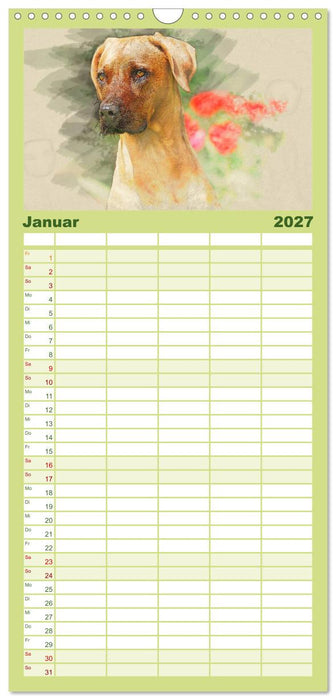 Rhodesian Ridgeback 2027 (CALVENDO Familienplaner 2027)