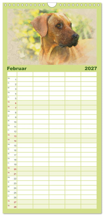Rhodesian Ridgeback 2027 (CALVENDO Familienplaner 2027)