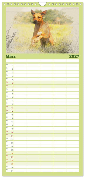 Rhodesian Ridgeback 2027 (CALVENDO Familienplaner 2027)