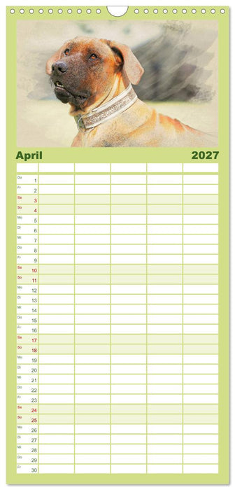 Rhodesian Ridgeback 2027 (CALVENDO Familienplaner 2027)