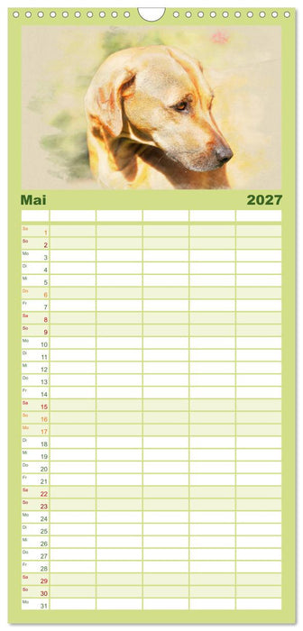 Rhodesian Ridgeback 2027 (CALVENDO Familienplaner 2027)