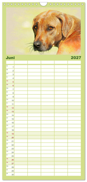 Rhodesian Ridgeback 2027 (CALVENDO Familienplaner 2027)
