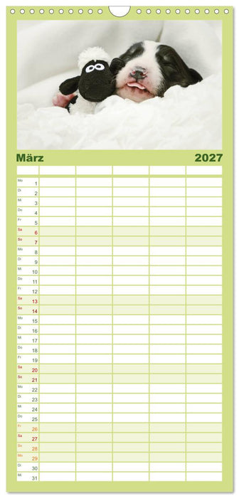 Der Bordercollie-Kalender (CALVENDO Familienplaner 2027)