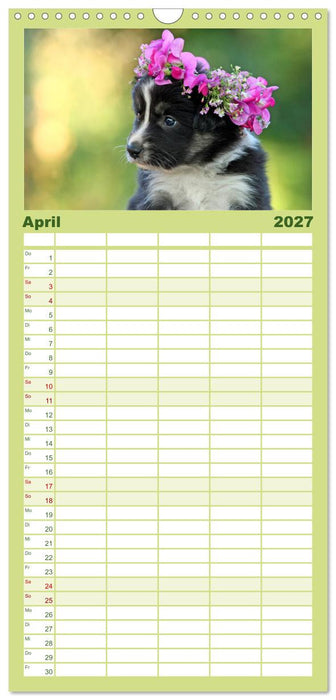 Der Bordercollie-Kalender (CALVENDO Familienplaner 2027)