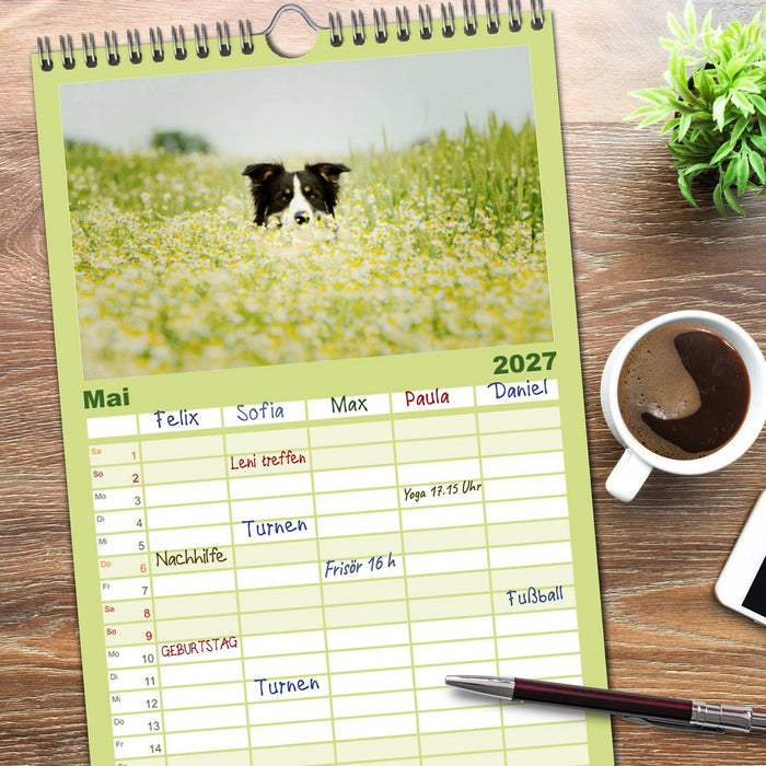 Der Bordercollie-Kalender (CALVENDO Familienplaner 2027)