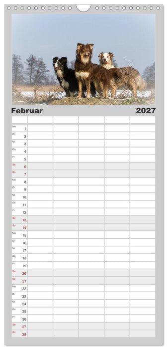Australian Shepherd - Traum auf vier Pfoten (CALVENDO Familienplaner 2027)