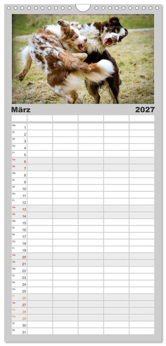 Australian Shepherd - Traum auf vier Pfoten (CALVENDO Familienplaner 2027)