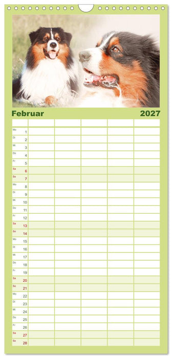 Australian Shepherd - Hütehunde mit Familienanschluss (CALVENDO Familienplaner 2027)