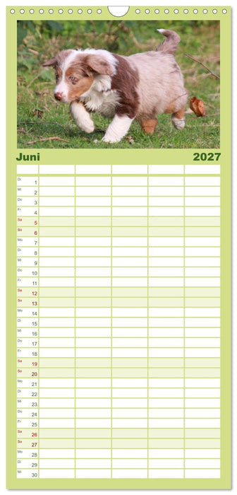Australian Shepherd - Hütehunde mit Familienanschluss (CALVENDO Familienplaner 2027)