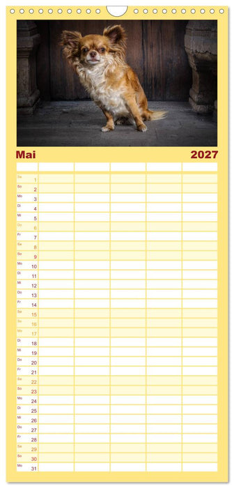 Chihuahuas - Cool and Cute (CALVENDO Familienplaner 2027)