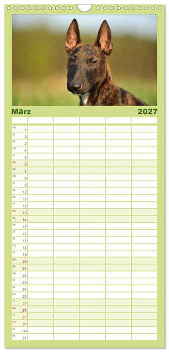 Bullterrier 2027 - Kleine Clowns mit großem Herz (CALVENDO Familienplaner 2027)