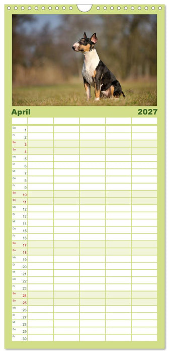 Bullterrier 2027 - Kleine Clowns mit großem Herz (CALVENDO Familienplaner 2027)