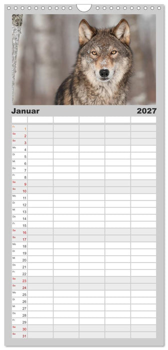 Wölfe. Graue Eminenzen (CALVENDO Familienplaner 2027)