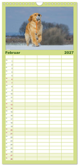 Golden Retriever - Ein Herz auf 4 Pfoten (CALVENDO Familienplaner 2027)