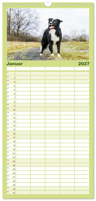 Border Collies 2027 (CALVENDO Familienplaner 2027)