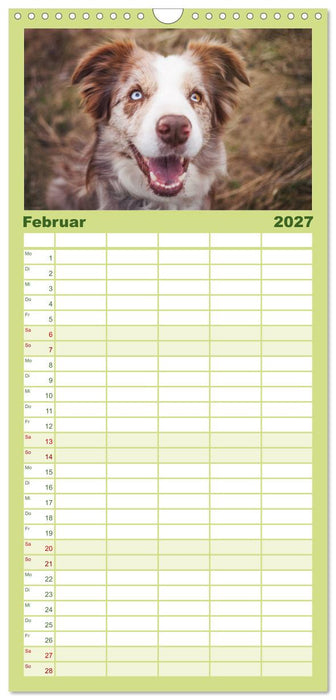 Border Collies 2027 (CALVENDO Familienplaner 2027)