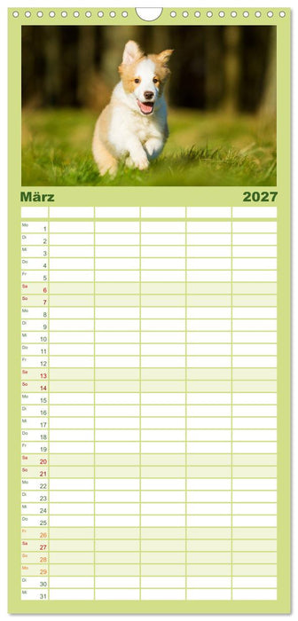 Border Collies 2027 (CALVENDO Familienplaner 2027)